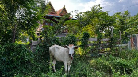 【インターンブログ2023#1】カンボジアで農村体験！ クナーポーホームステイ1日目