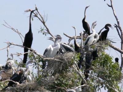 プレックトアール鳥獣保護区でクルーズと野鳥観察