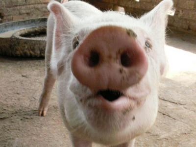 貧しい村落や孤児院に子豚を寄付!子豚ちゃん募金やってます!